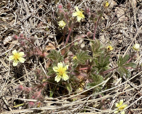Image of Potentilla subviscosa by (c) Fluff Berger, some rights reserved (CC BY-SA)