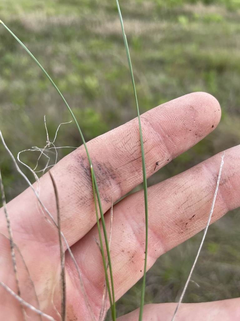 Sisyrinchium capillare