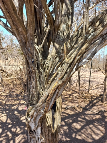 Cascalote (Caesalpinia cacalaco)