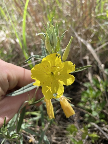 coastal sundrops (Oenothera unguiculata)
