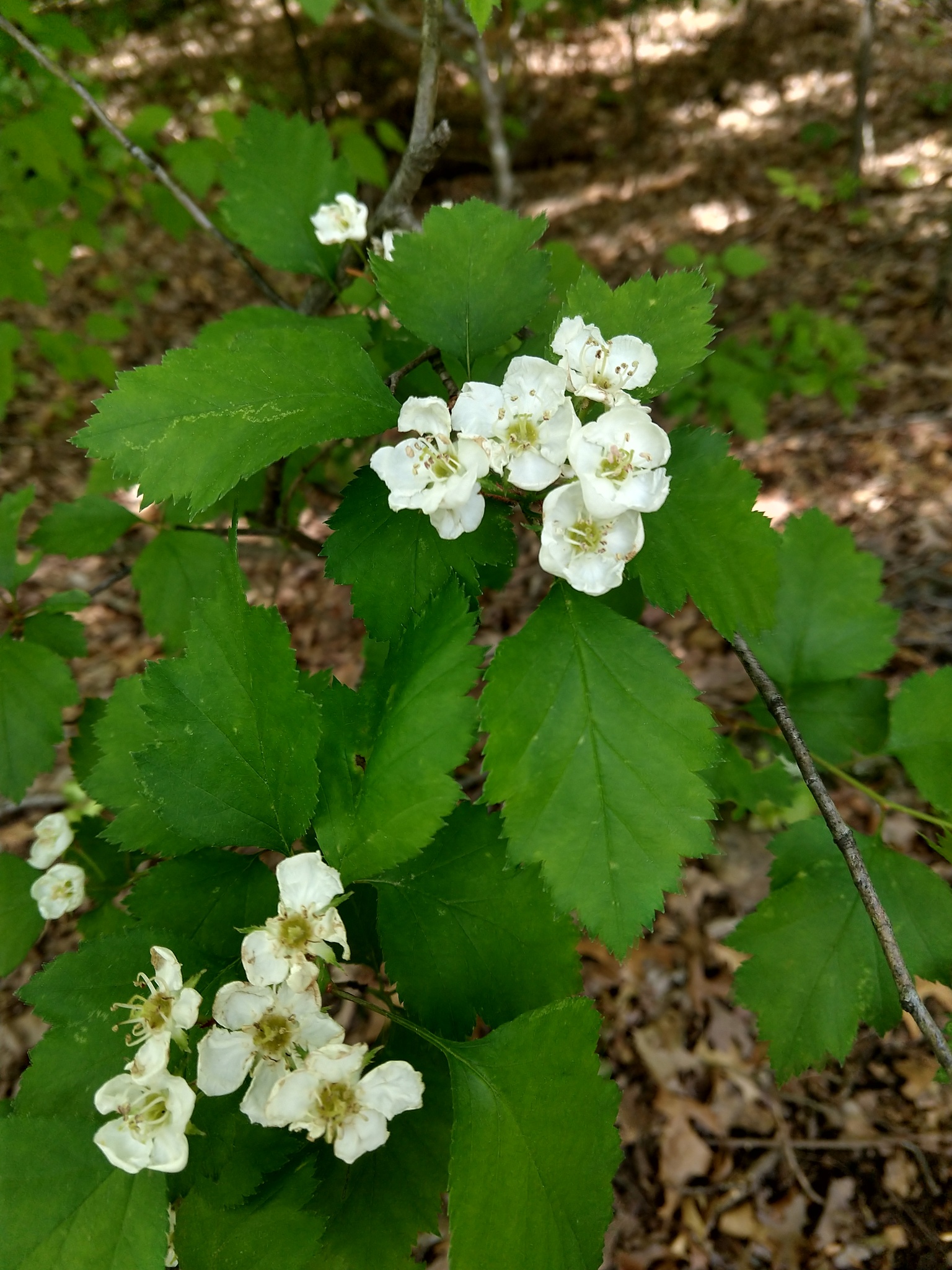 Crataegus intricata