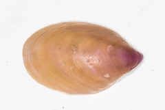 Crepidula norrisiarum image