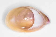 Crepidula norrisiarum