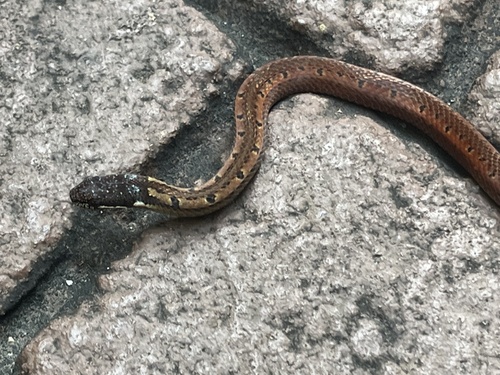 Photo of a Malayan Many-tooth Snake (Sibynophis melanocephalus)