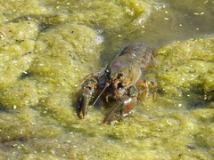Faxonius immunis