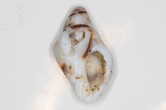 Acanthinucella spirata