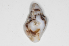 Acanthinucella spirata