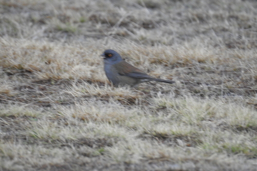 Junco phaeonotus image