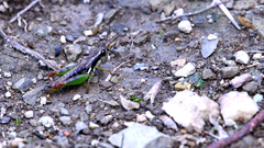 Phaedrotettix violai