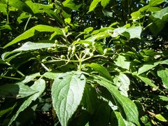 Sambucus gaudichaudiana