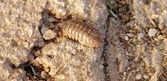 Armadillidium vulgare