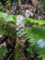 Tiarella austrina, photograph (c) Alaina Krakowiak, some rights reserved (CC BY)