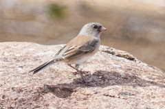 Junco hyemalis mearnsi