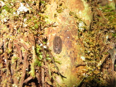Cubaris tarangensis
