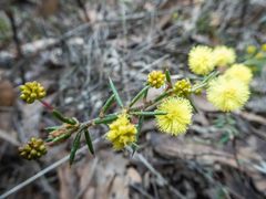 Acacia aculeatissima