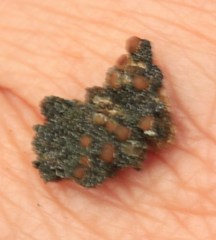 Fuscopannaria coralloidea