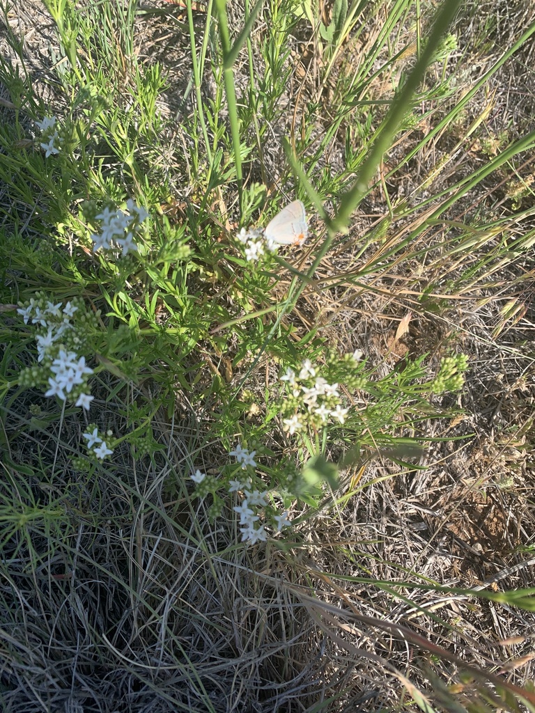 diamond-flowers from West Lake Rd, Avoca, TX, US on April 30, 2023 at ...