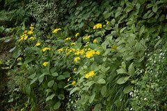 Senecio rufiglandulosus