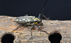 Batocera lineolata
