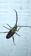 Megacyllene caryae