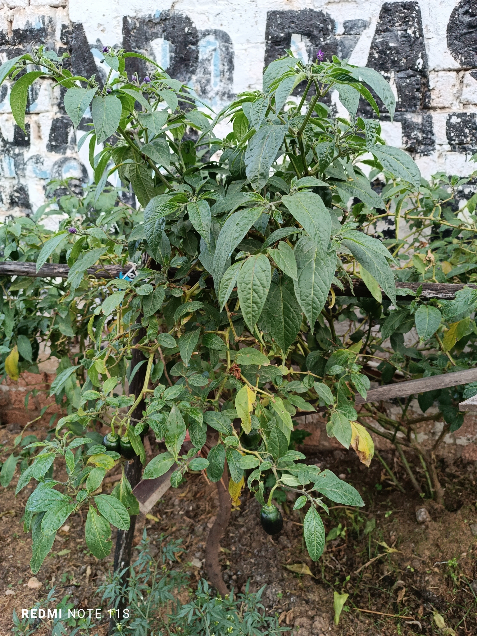 Imagem de Pimenta dedo de moça