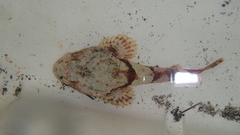 Myoxocephalus polyacanthocephalus