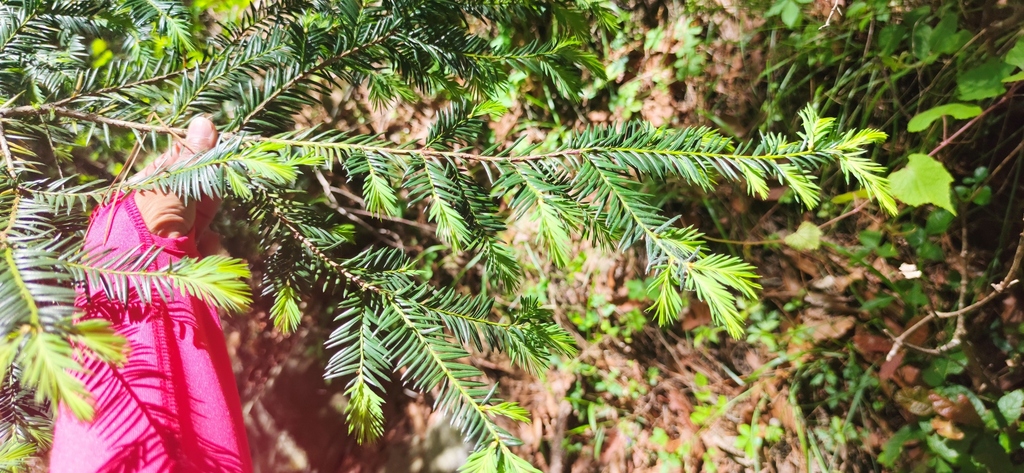 Taxus globosa; photograph (c) Liliana Ramírez-Freire, some rights reserved (CC BY)