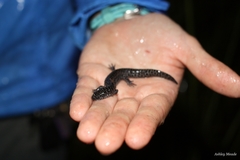 Ambystoma cingulatum