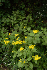 Senecio rufiglandulosus