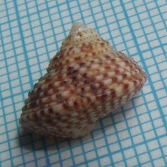 Maurea punctulata
