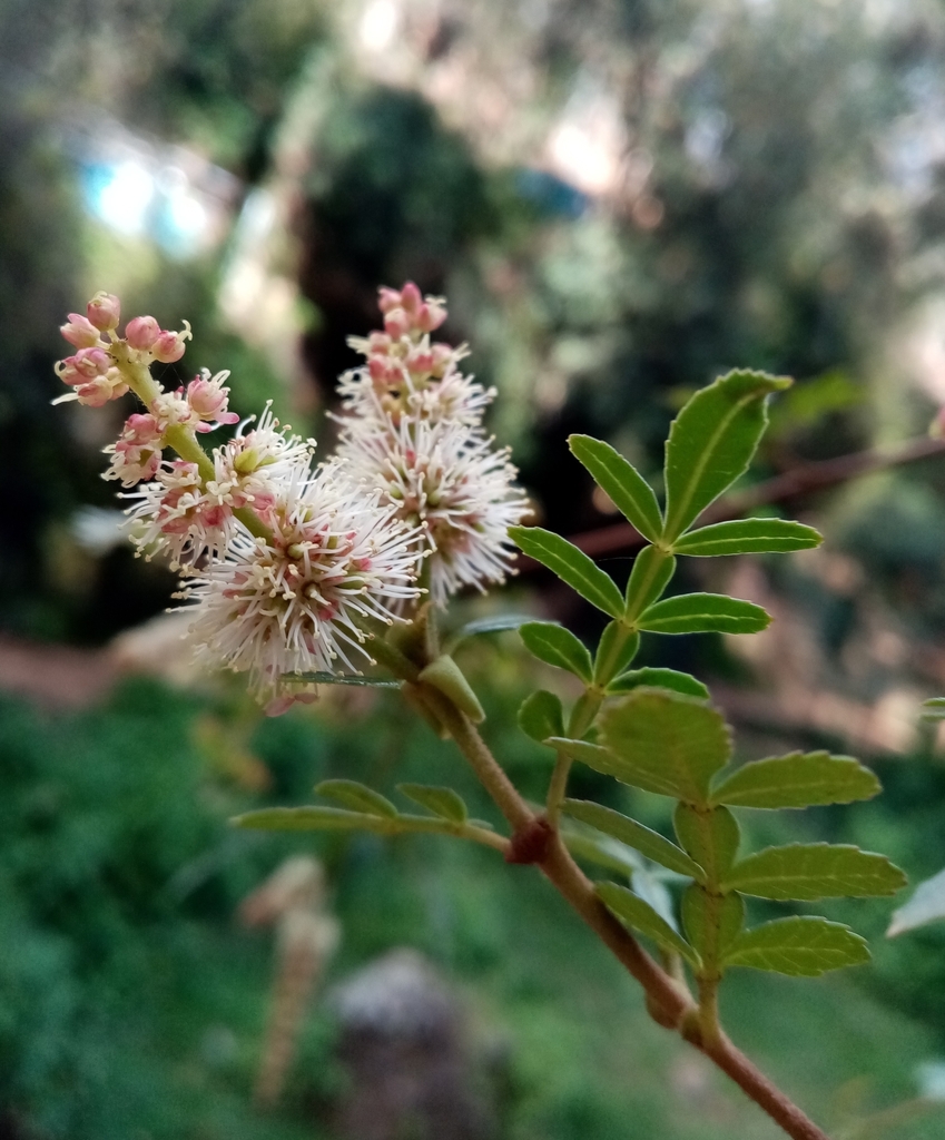 Weinmannia producta