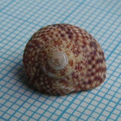 Maurea punctulata