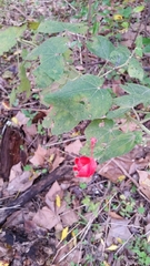 Malvaviscus arboreus drummondii