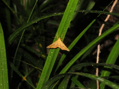 Ischalis variabilis