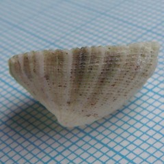 Emarginula striatula