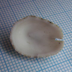 Emarginula striatula