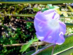 Ipomoea lindheimeri