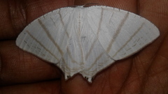 Lepidoptera