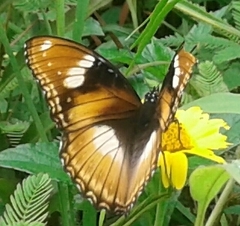 Hypolimnas bolina