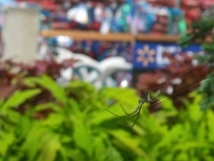 Leucauge argyra