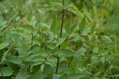 Clematis recta