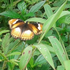 Hypolimnas bolina