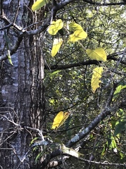 Aristolochia tomentosa