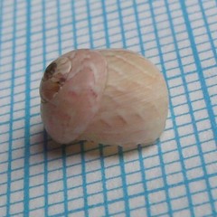 Micrelenchus tessellatus