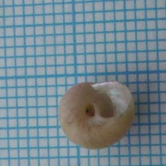 Micrelenchus tessellatus