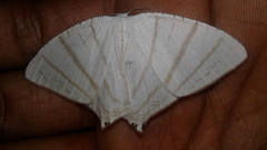 Lepidoptera