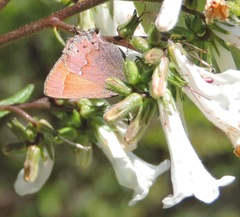 Callophrys muiri