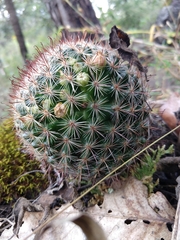 Mammillaria jaliscana jaliscana