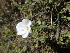 Linum monogynum monogynum
