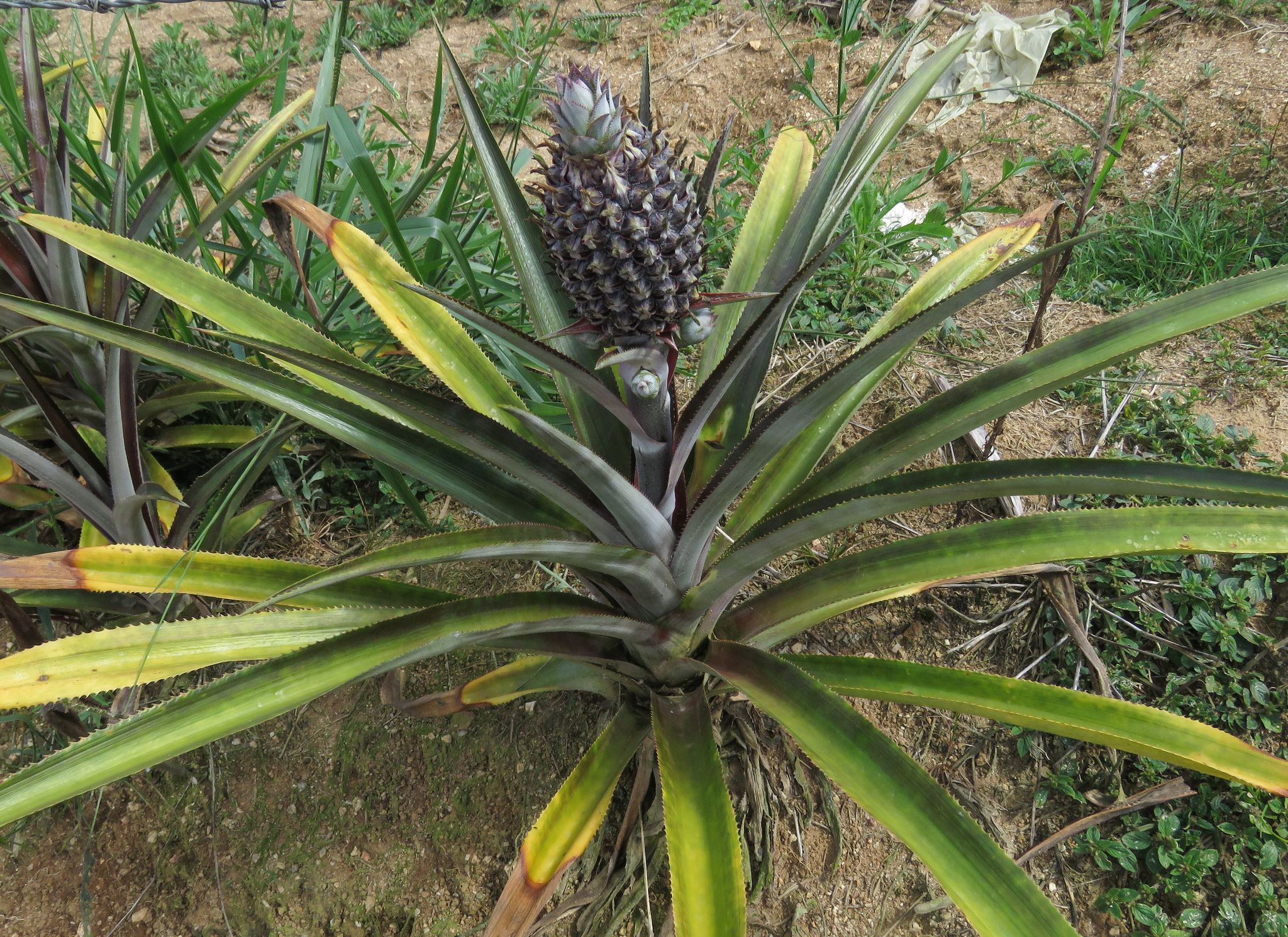 Ananas comosus